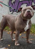 DEKREU AMERICAN BULLY XL, Dieren en Toebehoren, Honden | Dekreuen, 15 weken tot 1 jaar, Reu, CDV (hondenziekte), Eén hond
