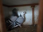 Te koop koppeltje lokduifjes, Dieren en Toebehoren, Vogels | Duiven, Meerdere dieren, Overige soorten