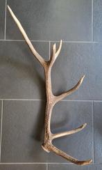 Edelhert gewei 82 cm, Ophalen of Verzenden, Gebruikt, Hert, Gewei of Kop