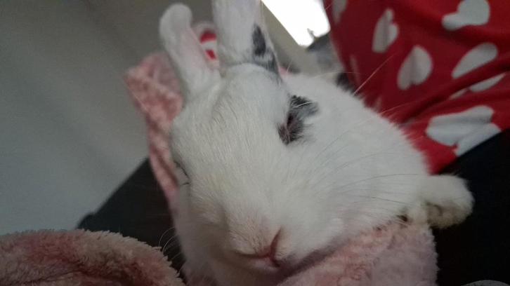 dier, Dieren en Toebehoren, Konijnen, Dwerg, Mannelijk, 0 tot 2 jaar