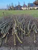Wilgentenen hout - ideaal voor dieren, Minder dan 3 m³, Ophalen, Overige houtsoorten, Takken