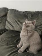 Britse Korthaar Kitten, Dieren en Toebehoren, Katten en Kittens | Dekkaters, 0 tot 2 jaar