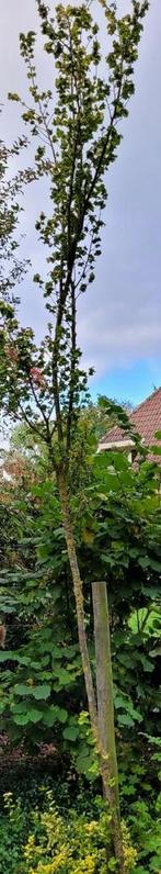 Goudiep., Ophalen of Verzenden, Volle zon, Overige soorten