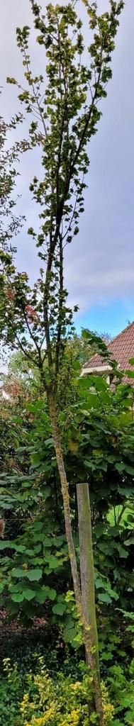 Goudiep. beschikbaar voor biedingen