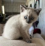 Brits korthaar, de laatste kitten over (blue point), Dieren en Toebehoren, Katten en Kittens | Raskatten | Korthaar, Poes, Ontwormd