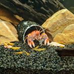 Cherax destructor volcano-kreeften (zoetwater), Dieren en Toebehoren, Kreeft, Krab of Garnaal