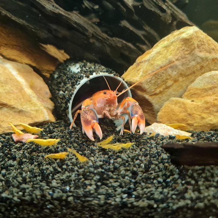 Cherax destructor volcano-kreeften (zoetwater), Dieren en Toebehoren, Vissen | Aquariumvissen, Kreeft, Krab of Garnaal