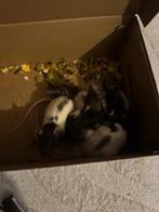Ratten op te halen, Dieren en Toebehoren, Rat, December, Geslacht onbekend, Tam