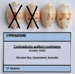 Schelpen: Cypraea walkeri continens 17-18,6mm (Gem) Austr., Ophalen of Verzenden, Schelp(en)
