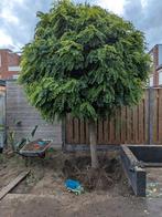 2 Acasia boompjes, Tuin en Terras, Ophalen, Halfschaduw, Overige soorten, 100 tot 250 cm