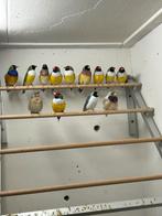 Gouldamadines, Meerdere dieren, Tropenvogel, Geringd