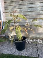 Albizia julibrisin, perzische slaapboom meerstammig, Tuin en Terras, Planten | Tuinplanten, Ophalen of Verzenden, Overige soorten