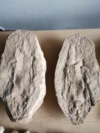 Fossiele vis, Verzamelen, Ophalen of Verzenden, Fossiel