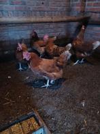 Tekoop 5 leg kippen, Dieren en Toebehoren, Pluimvee, Vrouwelijk, Kip