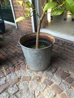 Oude zinken wasteil, Tuin en Terras, Ophalen, Minder dan 30 cm, Minder dan 60 cm, Rond