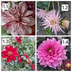 Dahliaknollen, Ophalen, Voorjaar, Volle zon, Knol