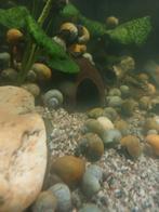 Appelslakken 1 euro per stuk 7 voor 5 euro, Vis