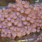 Grote stek goniopora koraal zeewateraquarium, Dieren en Toebehoren, Overige typen