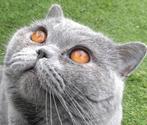 Britse Korthaar dekkater met Stamboom *Niet te koop*, Dieren en Toebehoren, Katten en Kittens | Dekkaters, 0 tot 2 jaar