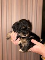F1 Maltipoo pups mogen de week van 15 dec verhuizen!, Rabiës (hondsdolheid), Overige rassen, 8 tot 15 weken, Teef