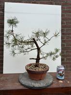 Pre Bonsai Yamadori Grove Den Pinus Sylvestris #5, Tuin en Terras, Minder dan 100 cm, Overige soorten, Ophalen