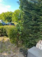 Kersenboom, Ophalen, Zomer, Volle zon, Overige soorten