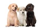 Gezocht: Labrador pup, hond, nestje, teefje, 8 tot 15 weken, Teef, Labrador retriever, Eén hond