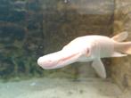 albino peach aligator gar 50 a 55cm, Karper of Koi