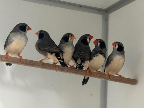 Zebravinken - Taeniopygia castanotis, Dieren en Toebehoren, Vogels | Overige Vogels, Tropenvogel, Meerdere dieren