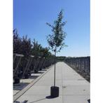 Amelanchier lamarckii - Krentenboom - boom, Tuin en Terras, Halfschaduw, Overige soorten, Lente, 100 tot 250 cm