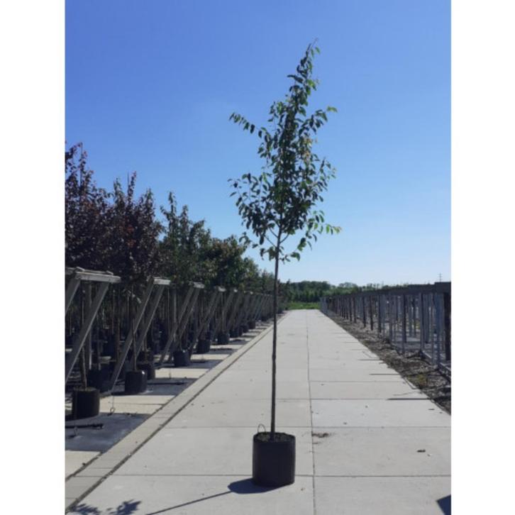 Amelanchier lamarckii - Krentenboom - boom, Tuin en Terras, Planten | Bomen, Overige soorten, 100 tot 250 cm, Halfschaduw, Lente