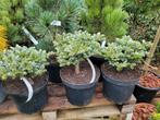 Abies koreana ice breaker, Ophalen, Rond, Minder dan 30 cm