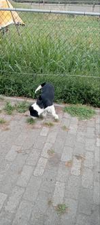 kruising, Dieren en Toebehoren, Honden | Niet-rashonden, Reu, Meerdere, Middel, Nederland