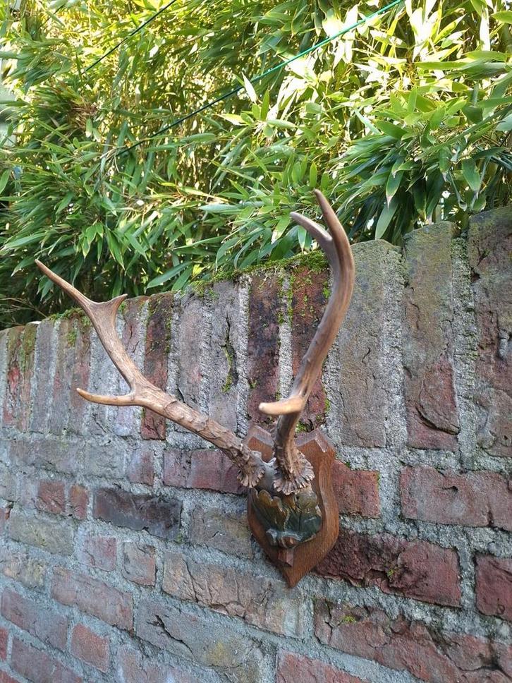 Schedel Siberische reebok taxidermy opgezette hert gewei, Verzamelen, Dierenverzamelingen, Schedel, Hert, Ophalen