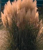 Pampasgras, sier pluimen, Ophalen of Verzenden, Zo goed als nieuw