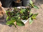 Prachtige tradescantia, Huis en Inrichting, Ophalen, Overige soorten, Minder dan 100 cm