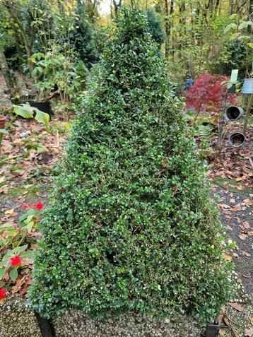 4 mooie buxus piramide planten beschikbaar voor biedingen