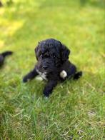 Dwergpoedel pups, dwerg poedel puppies, Dieren en Toebehoren, Poedel, Reu, CDV (hondenziekte), 8 tot 15 weken