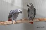1-1 Grijze Roodstaart, Dieren en Toebehoren, Vogels | Parkieten en Papegaaien, Meerdere dieren, Papegaai, Geringd