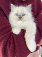 Super lieve en mooie Ragdoll kittens, Meerdere dieren, Langharig, 0 tot 2 jaar