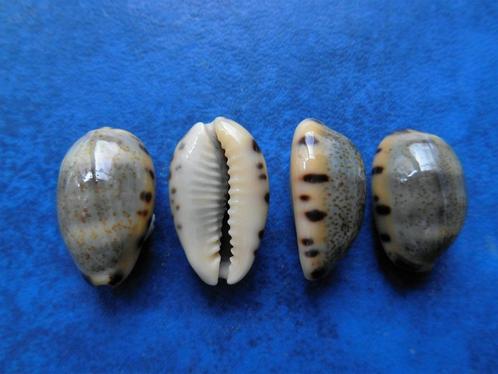 Schelpen: Cypraea felina Gmelin gem 17-21mm, Verzamelen, Mineralen en Fossielen, Mineraal, Verzenden