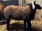 zwartbles bles dekram rammen, Dieren en Toebehoren, Schapen, Geiten en Varkens, Mannelijk, Schaap, 0 tot 2 jaar