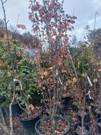 Sierpeer, Overige soorten, Lente, 100 tot 250 cm, Ophalen