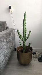 Grote cactus met pot, Huis en Inrichting, Kamerplanten, Ophalen of Verzenden, Cactus, Volle zon, Minder dan 100 cm