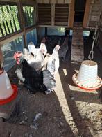 4 friese blauwe kippen en 1 zwarte haan, Dieren en Toebehoren, Pluimvee, Meerdere dieren, Kip