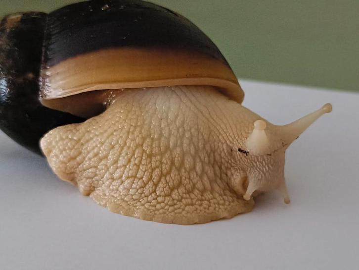 Afrikaanse Reuzenslakken blank en bruin, Dieren en Toebehoren, Overige Dieren, Meerdere dieren, Februari