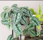 Scindapsus trebi grote hangplant stekjes, Ophalen of Verzenden, Halfschaduw, Minder dan 100 cm
