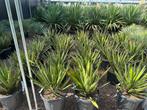 Yucca carnerosana te koop Palmexpert bomen en plantencentrum, In pot, Minder dan 100 cm, Zomer, Overige soorten