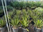 Yucca carnerosana te koop Palmexpert bomen en plantencentrum, Tuin en Terras, In pot, Minder dan 100 cm, Zomer, Overige soorten