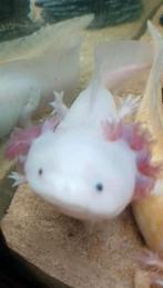 Koppel axolotl, Dieren en Toebehoren, Reptielen en Amfibieën, 3 tot 6 jaar
